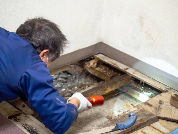 Best Health and Safety Mold Remediation in Island Lake, IL