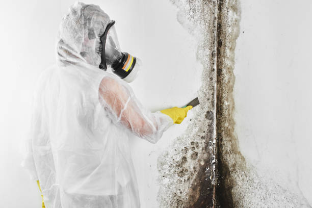 Best Mold Remediation for Schools in Island Lake, IL
