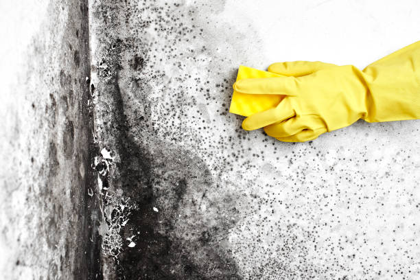 Best Insurance-Related Mold Remediation in Island Lake, IL