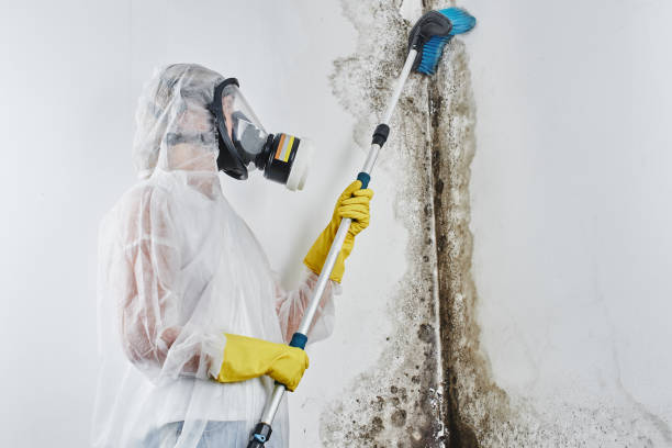 Best Residential Mold Remediation in Island Lake, IL