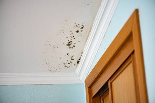 Best Kitchen Mold Remediation in Island Lake, IL