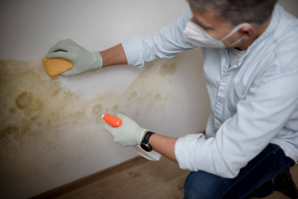 Best Black Mold Remediation in Island Lake, IL