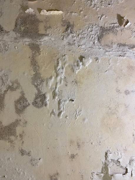 Best Attic Mold Remediation in Island Lake, IL
