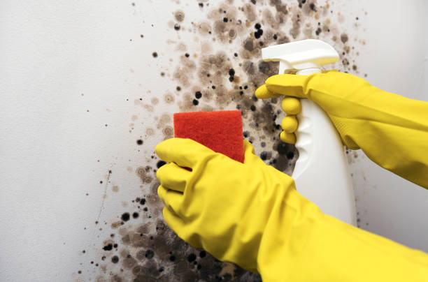 Best Mold Remediation for Schools in Island Lake, IL