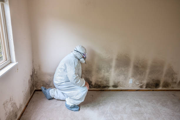 Best Emergency Mold Remediation in Island Lake, IL