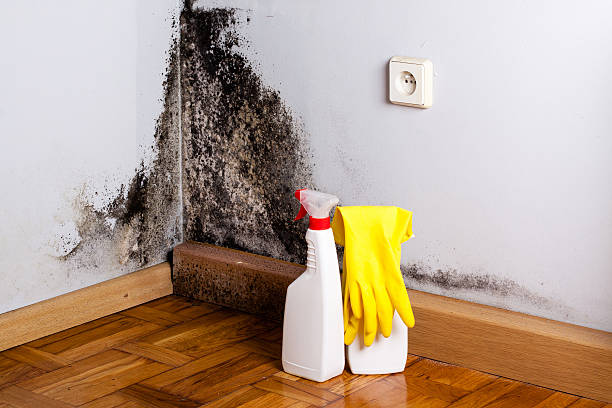 Best Preventive Mold Services in Island Lake, IL